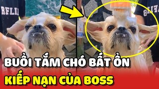 Buổi tắm chó BẤT ỔN: Lí do các Boss sợ khi bị chủ bắt ĐI TẮM 😂 | Yêu Lu