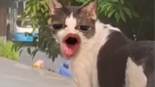 你养的起我吗小傻瓜