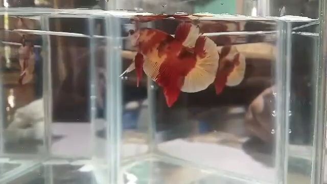 nemo betta hmpk