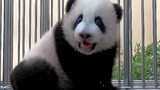 Panda Yuan Bao: 127 Hari Setelah Lahir