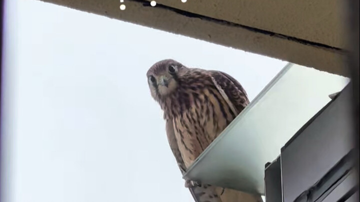 Chim ưng đỏ đến tận nhà催 xem chim cho một người yêu chim lười biếng! Thật sự có người yêu chim đấy!