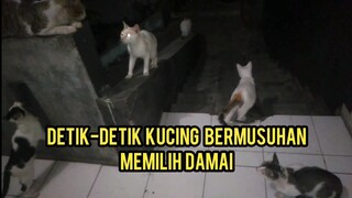 Lucu Banget Gara-Gara Mau Di Kroyok Kucing Ini Memilih Damai Padahal Sudah Lama Bermusuhan..!