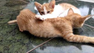 Kittens at my house | Đàn mèo con ở nhà tôi