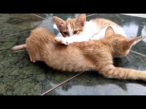 Kittens at my house | Đàn mèo con ở nhà tôi