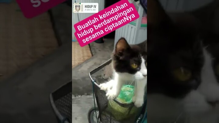 hidup akan terasa lengkap bila kita saling menyayangi sesama ciptaanNya