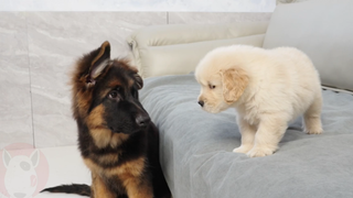 Anak anjing Golden Retriever dan Gembala Jerman berubah dari orang asing menjadi sahabat