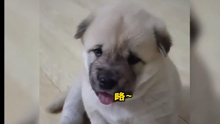 ”来凶一个：略~~“