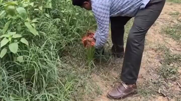 Electric Grass Cutter Machine 🔥