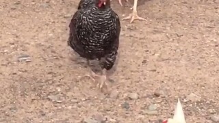 农场里的鸡：快冲！这个人身上有好吃哒！