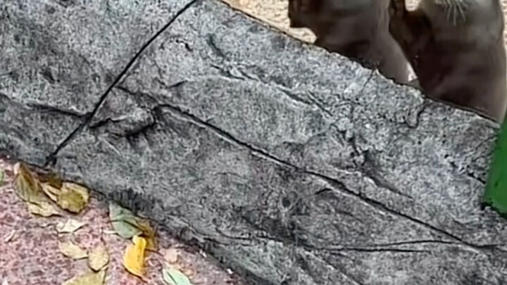 Berang-berang kecil itu begitu cemas hingga hampir saja membuka mulut untuk bicara～