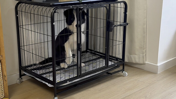 คนธรรมดาสู้บอร์เดอร์คอลลี่ไม่ได้หรอก…