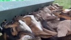 Cừu nhỏ, đến giờ ăn rồi, ngươi vuốt ve chó mèo, ta vuốt cừu!