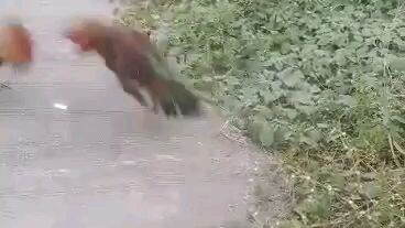 alimbuyugin win partida bulag pa... 😎