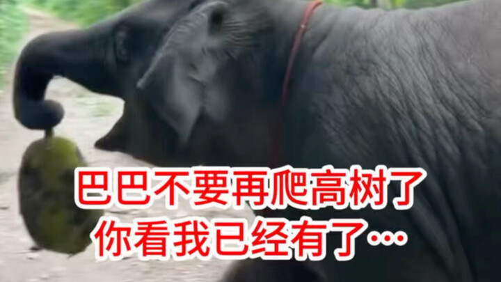 Gajah kecil menemukan sebiji buah yang tak bisa dibukanya, hingga hampir saja berbicara karena terla