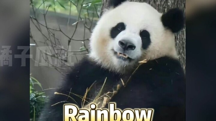 Why are all the English names for giant pandas so darn funny!