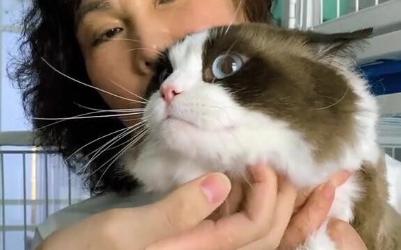 Visiting a traditional Ragdoll cattery where all cats are imported from Europe, committed for eight 