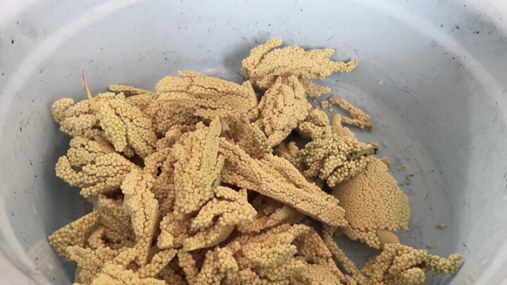 Người mẹ mù làm tim cây cọ