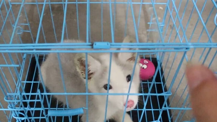 [Adopted a little fox that was abandoned by its owner and wandered for two days] I don’t know what s