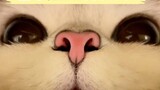 Saya baru sadar kalau kucing sebenarnya punya dua hidung! !