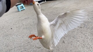 被一只鸭子疯狂表白，这简直是噩梦