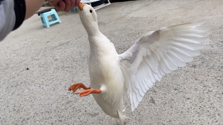 Being madly confessed to by a duck—it's simply a nightmare!