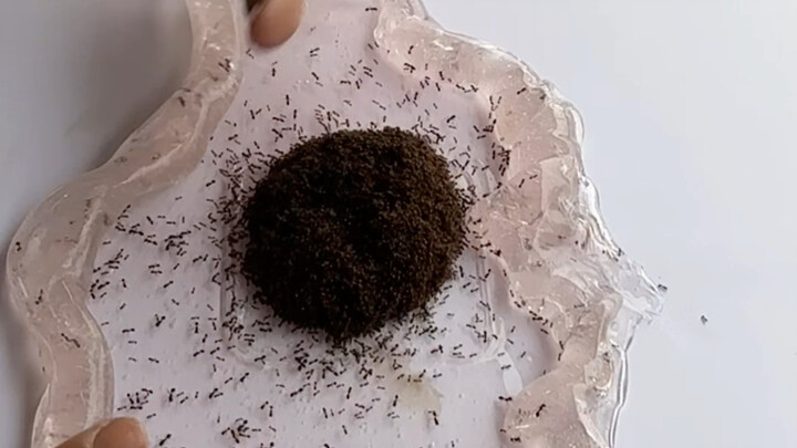 Apa yang akan terjadi ketika slime berhadapan dengan semut api merah?