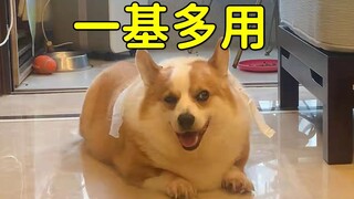 When you raise a Corgi, you own...