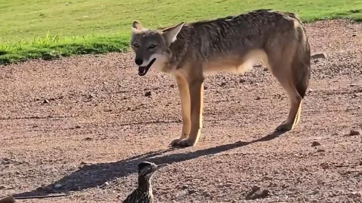 Khi buồn chán, chim điên chạy thường rủ chó đồng cỏ cùng đi chạy.