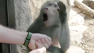 Monkeys Reaction to Magic 🤩- วิดีโอลิงตลก สัตว์เลี้ยงตลก