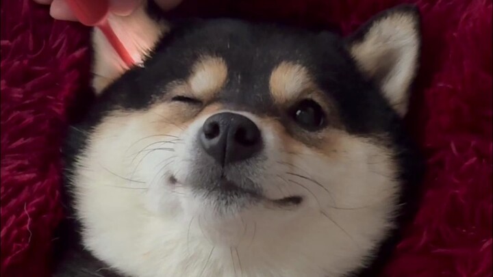 Puppy Immersive SPA – พิเศษปีงู