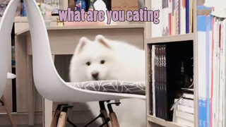 Samoyed|Having Yogurt
