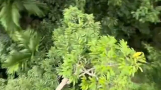 بهذه المعايير وحدها، من المستحيل أن يكون سعر الدوريان عشرة يوانات لثلاثة كيلوغرامات.