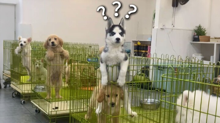 «جائزة السلوكيات المربكة للحيوانات 246»