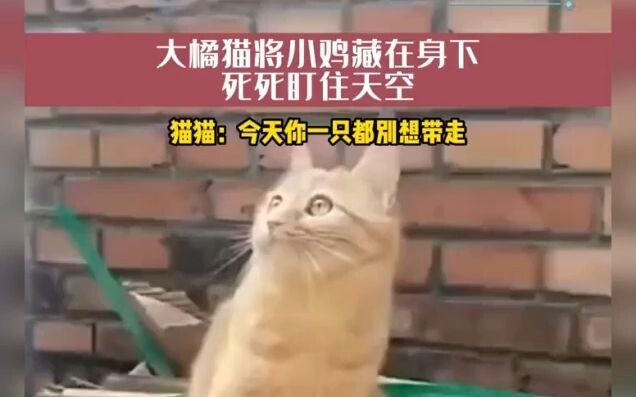 The big orange cat hides the chick beneath its body, staring intently at the sky.