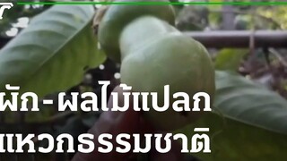 ผัก-ผลไม้แปลก แหวกธรรมชาติ 18-03-65 ตะลอนข่าว