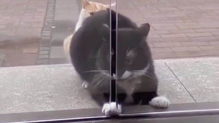 Black Cat: I’ve really embarrassed myself this time.