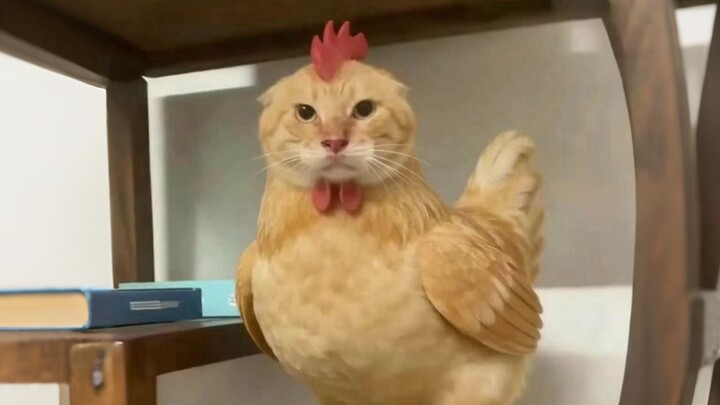 《Hệ thống âm thanh của động vật bất thường》