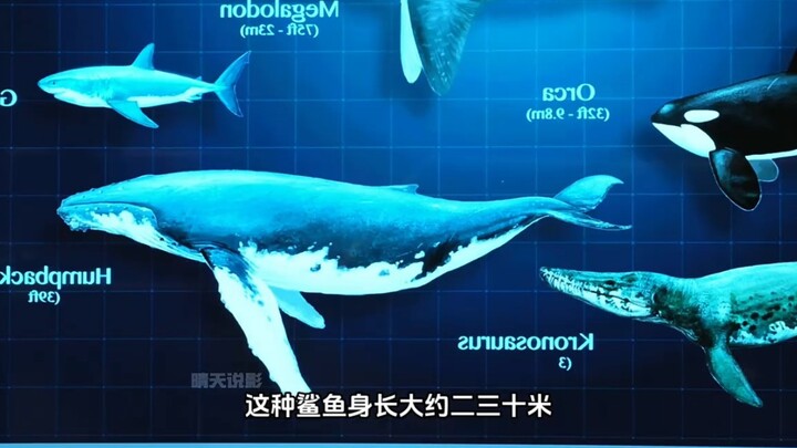 Cá mập khổng lồ