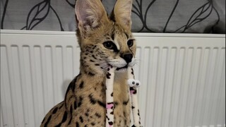 I'm a serval named Alpha.