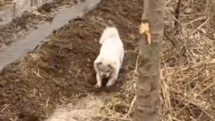 เปิดเลย เปิดเลย หมาดึงทราฟฟิกมาแล้ว!