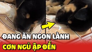 Cười xĩu với bé cún đang ĂN thì cơn buồn NGỦ ập tới 😂 | Yêu Lu