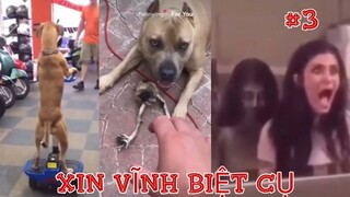 #3 Xin vĩnh Biệt Cụ - TikTok Việt Nam | Mus Studio