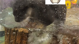 The reason why the little otter stirred up the water turns out to be...