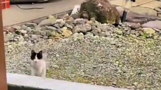 คนเดินผ่านใช้ภาษากาตีคุยกับลูกแมวน้อย ใครจะไปรู้ว่าลูกแมวน้อยกลับโกรธขึ้นมาจริงๆ ลูกแมวน้อยพูดว่า: ล