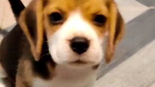 你不爱宝宝了吗