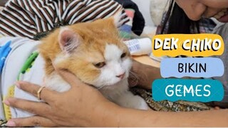 Dek Chiko Bikin Gemes. funny video, cat cats, animal animals, trending, kucing viral, pet pets, dogs