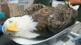 นี่คือนกอินทรีหัวขาวที่ตายในที่เกิดเหตุ