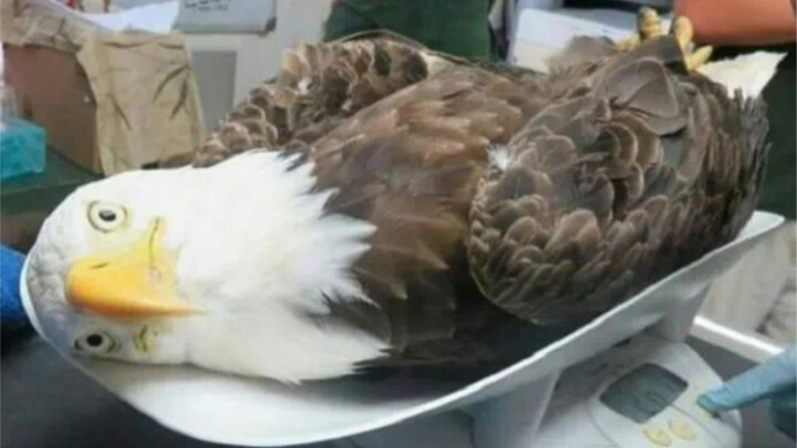 This is a bald eagle that died at the scene of the proposal