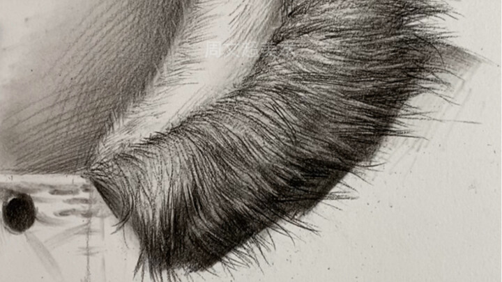 【Phác thảo tĩnh vật】Cách vẽ cổ lông