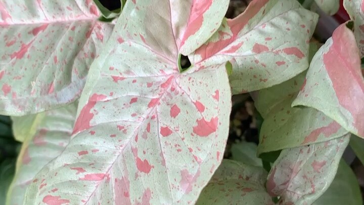 พิงค์ปรินเซส